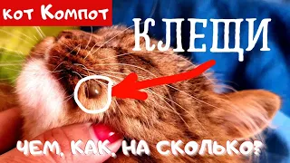 КЛЕЩ И КОТ | ЧЕМ, КАК, ЗАЧЕМ | УДАЛИТЬ И ОБРАБОТАТЬ