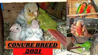 Conures Breeding Setup || Conure Breed 2021