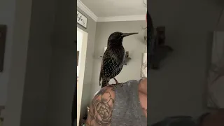 I’m so what? 🤣 bird bird the talking starling talking nonsense