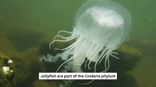 Jellyfish vs. Jellies: What's The Difference?