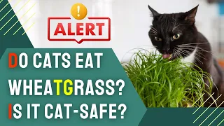 Can Cats Eat Wheatgrass? | What You Need to Know