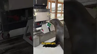 This  SEAL is playing a VIDEO GAME!?!?!?