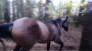 Crazy horse kicks the tree, farts on the dog and runs away !!!