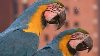 Попугаи ара приносят радость невесёлому Каракасу (новости)