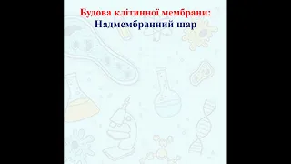 Будова клітинної мембрани. Надмембранний шар