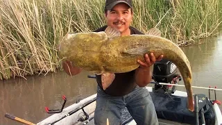 Why I Don't Keep Flathead Catfish