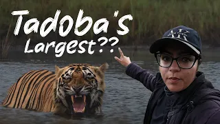 Is Chhota Dadhiyal the largest male of Tadoba Core? | Is Tigress MAYA Alive?? | ATR DAILY VLOG - 54