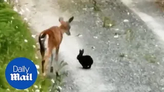 Real life Bambi and Thumper frolic in the woods in amazing footage
