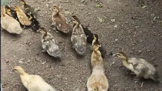 МУСКУСНЫЕ УТКИ 🦆🦆. ЗАБИРАТЬ УТЯТ У УТКИ ИЛИ НЕТ?