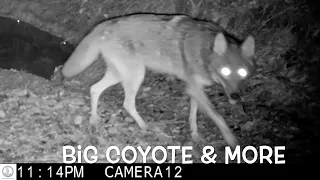 Big coyote passes by. Bully deer attacks fellow deer.  Raccoons, fox & more!