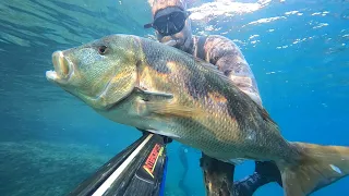 Spearfishing Rhapsody 2020.