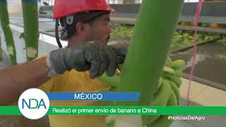 México  realizó el primer envío de banano a China