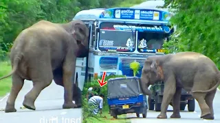 Terrible Elephant Attack BUS And TUK TUk Passengers Out Of Rode