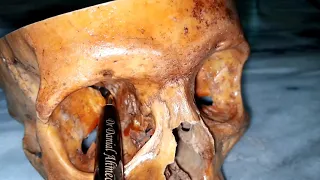 Anatomy : Skull Foramina (Quick Revision )