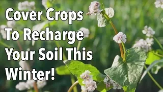 Cover Crops To Recharge Your Soil This Winter!