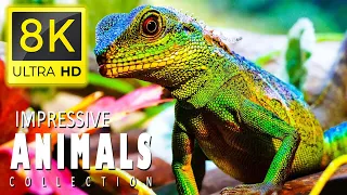 8K Animal World - Special and Impressive Animals Collection in HD 8K ULTRA