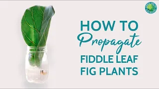Propagating Your Fiddle Leaf Fig Is Easy! Here's How To Do It. | Fiddle Leaf Fig Plant Resource