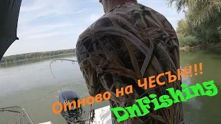 Отново на ЧЕСЪН!!! Див Дунавски ШАРАН!  Wild carp fishing! Danube RIVER carp fishing !!!