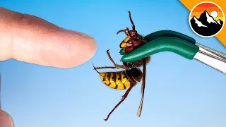 STUNG by a Giant European Hornet!