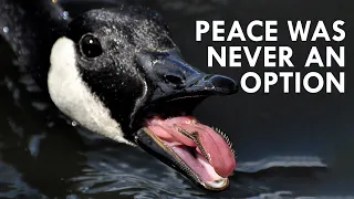 Geese: Peace Was Never an Option