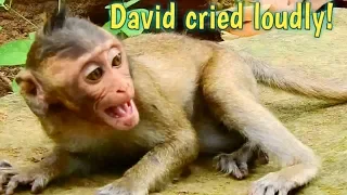 Natural Wildlife - Poor baby David cried loudly call his mom coz he's much drowsy