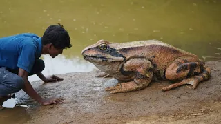 Biggest frog in the pond 🐸 | കുളത്തിൽ മാക്കാച്ചി തവള