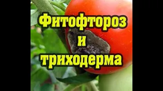 Фитофтороз и триходерма, как действуют