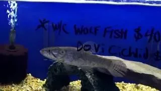 Wolf Fish (Hoplias) SPAWNED at my LFS!