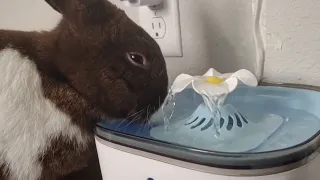 Bunny gets new drinking fountain