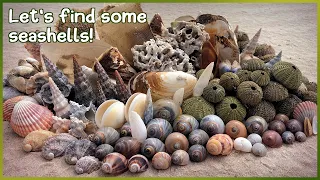 Finding Seashells at Low Tide | Green Sea Urchins & Sand Snails #shells #shelling