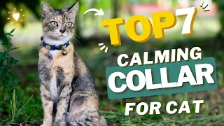 Best Calming Collar for Cats in 2024 : Top Picks and Benefits