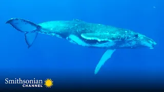 Male Humpback Whales Perform This Mysterious Song on Loop 🐋 Great Blue Wild | Smithsonian Channel