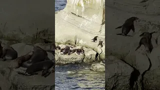 Monterey Bay Sea Lions