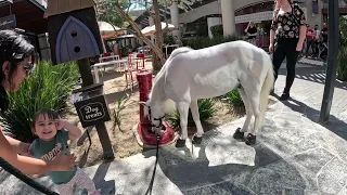 Lt. Rowdy Mini Horse Attending Westfield Village Topanga 8