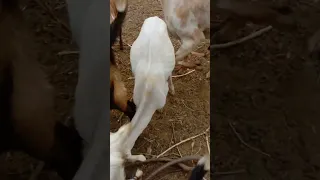 The little goats are grazing the soft food |Most beautiful goats of world #funny #animal #viral #the