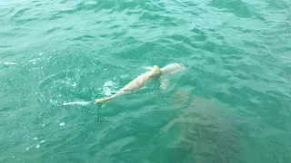 Grouper eats Shark