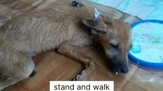 My Paralyzed Dog Recovery | Can't Stand and Walk