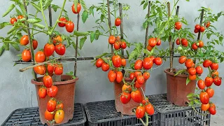 Using bananas as fertilizer to grow tomatoes - Large fruit - red - harvested all year round