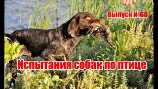 Испытания собак по птице | Выпуск №68 (RUS)