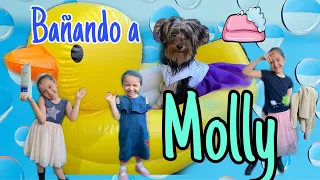 BAÑAMOS A MI PERRITA MOLLY