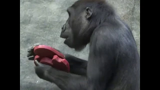 Zoo animals enjoy treats on Valentine's Day | ABC News