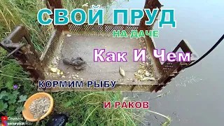 Свой пруд на даче: Как и чем кормить рыбу и раков в своём пруду на даче/участке. Кормушки для рыбы.