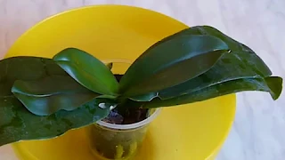 🌿 Как спасти #орхидею без корней и с вялыми листьями? Реанимация орхидеи. How to save an Orchid?