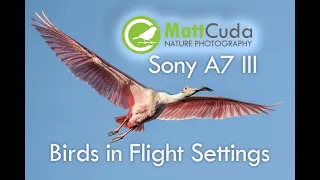 Sony A7 III Action and Birds in Flight Settings