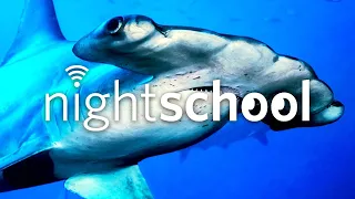 Shark Senses | NightSchool, ep. 93