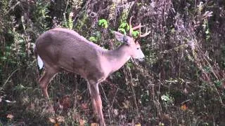 White-Tailed Buck Pops Pimple