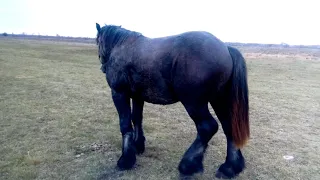 Фруго вертається до коней✌️✌️✌️ Коні ваговози 👍👍👍 Коні в Україні 💪👍👍