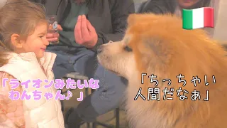 Akita Inu "SANGO" meets a cute Italian girl.