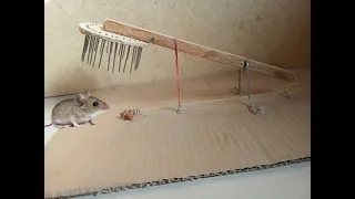 Most creative Very dangerous wooden mouse trap/rat trap that work