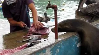 Sea lions and Pelicans shopping at a fish market in Galapagos